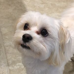 Meet your Posher, Mia